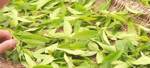 福建龙岩四种远近闻名的特产与本地茶叶文化探秘