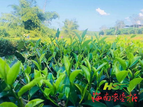 厉害了，这家公司的有机茶荣获欧盟和中国有机食品双重认证