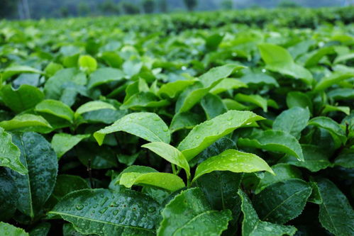 喜上眉梢 连樟村的果菜茶组合拳出击