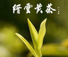 丽水茶香飘省城 本周末杭州集体亮相，探秘高山茶叶的独特魅力