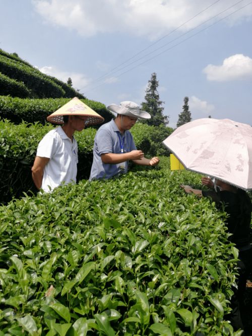专家服务团助力三江侗族自治县茶产业脱贫攻坚
