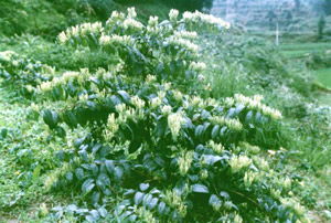 金银花种苗 金银花茶 金银花提取物 卓越金银花饮品