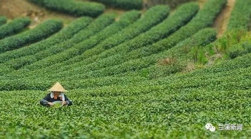 兰溪茉莉花茶 何以吸引日本饮品巨头远道而来？