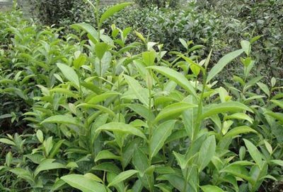 无公害茶叶种植关键技术解析