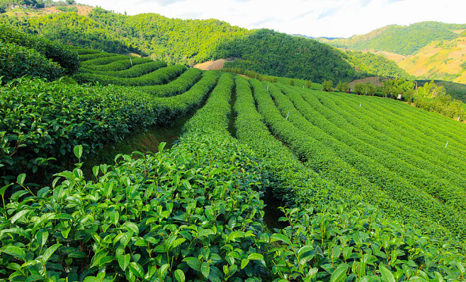 绿浪千重 广袤茶园的诗意与秩序