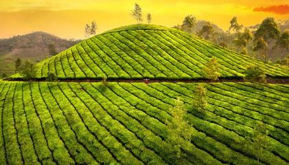 绿叶金芽 探秘茶园绿色茶叶的种植艺术