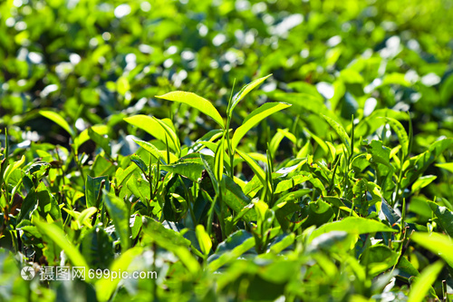 印度种植园的茶叶