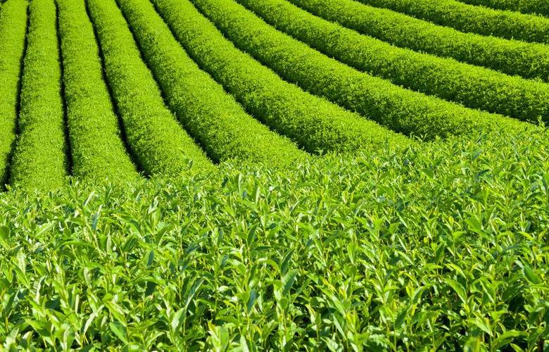 茶园内种植的绿色茶叶