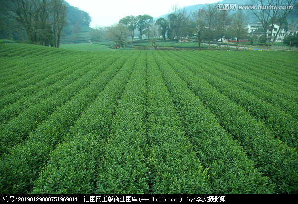 茶叶种植园