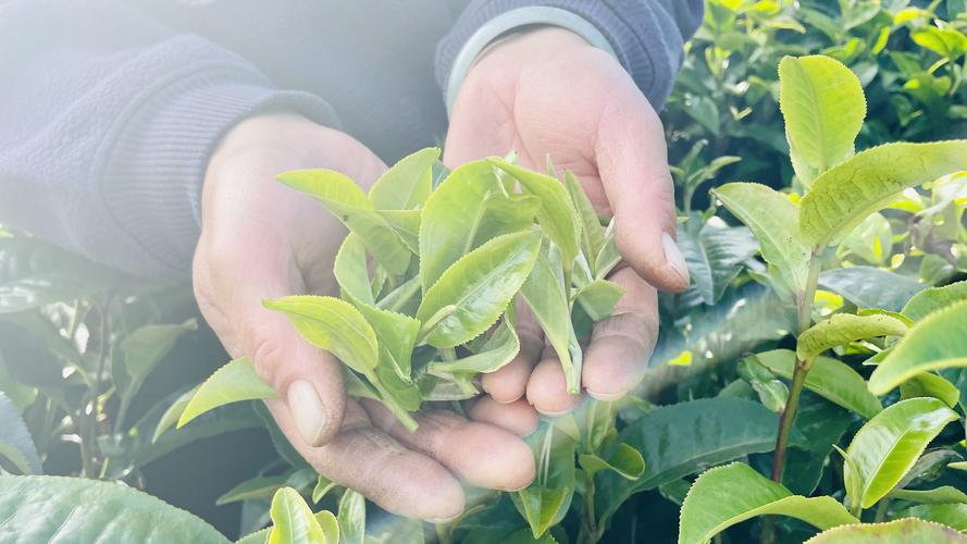 湖南省首个太空茶叶优化种植成功基地 航天科技赋能传统茶产业