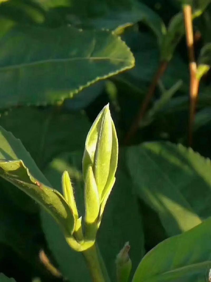 帮妈妈卖茶叶啦 自家茶树种植采摘制作包装